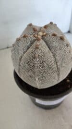 ASTROPHYTUM MYRIOSTIGMA Onzuka "V Type"  Nº 725 – vaso 15 - Imagem 12