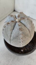 ASTROPHYTUM MYRIOSTIGMA Onzuka "V Type"  Nº 725 – vaso 15 - Imagem 11