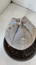 ASTROPHYTUM MYRIOSTIGMA Onzuka "V Type"  Nº 725 – vaso 15 - Imagem 10