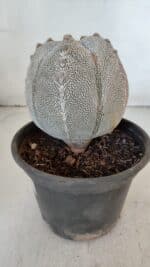 ASTROPHYTUM MYRIOSTIGMA Onzuka "V Type"  Nº 725 – vaso 15 - Imagem 9