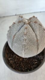 ASTROPHYTUM MYRIOSTIGMA Onzuka "V Type"  Nº 725 – vaso 15 - Imagem 8