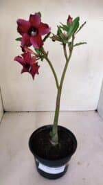 Planta Simples 2993 – 30cm – 02 anos - Imagem 2