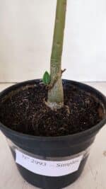 Planta Simples 2993 – 30cm – 02 anos - Imagem 6