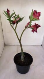 Planta Simples 2993 – 30cm – 02 anos - Imagem 5