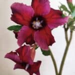 Planta Simples 2993 – 30cm – 02 anos