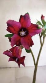 Planta Simples 2993 – 30cm – 02 anos