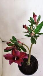 Planta Simples 2993 – 30cm – 02 anos - Imagem 4