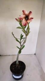 Planta Simples 2994 – 35cm – 03 anos - Imagem 2