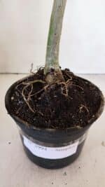 Planta Simples 2994 – 35cm – 03 anos - Imagem 7