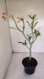 Planta Simples 2994 – 35cm – 03 anos - Imagem 6