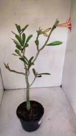 Planta Simples 2994 – 35cm – 03 anos - Imagem 5