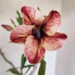 Planta Simples 2994 – 35cm – 03 anos