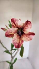 Planta Simples 2994 – 35cm – 03 anos