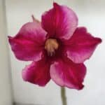 Planta Simples 2995 – 35cm – 03 anos