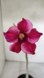 Planta Simples 2995 – 35cm – 03 anos