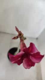 Planta Simples 2995 – 35cm – 03 anos - Imagem 4