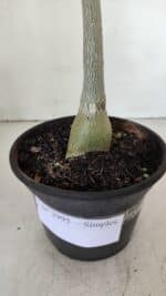 Planta Simples 2995 – 35cm – 03 anos - Imagem 6