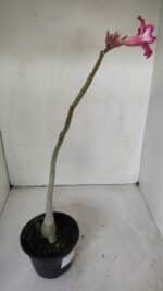 Planta Simples 2995 – 35cm – 03 anos - Imagem 5