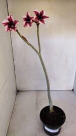 Planta Simples 2996 (2) – 30cm – 02 anos - Imagem 2