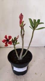 Planta Simples 2996 – 30cm – 02 anos - Imagem 2