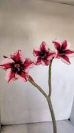 Planta Simples 2996 (2) – 30cm – 02 anos - Imagem 4