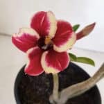 Planta Simples 2996 – 30cm – 02 anos