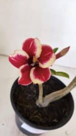 Planta Simples 2996 – 30cm – 02 anos