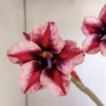 Planta Simples 2996 (2) – 30cm – 02 anos