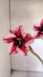 Planta Simples 2996 (2) – 30cm – 02 anos