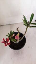 Planta Simples 2996 – 30cm – 02 anos - Imagem 4