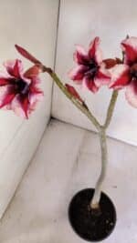 Planta Simples 2996 (2) – 30cm – 02 anos - Imagem 6