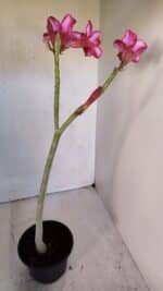 Planta Simples 2996 (2) – 30cm – 02 anos - Imagem 5