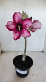 Planta Simples 2998 – 30cm – 02 anos - Imagem 2