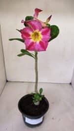 Planta Simples 2998 – 30cm – 02 anos - Imagem 2