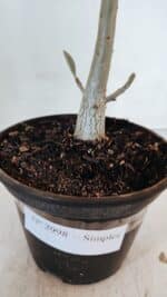 Planta Simples 2998 – 30cm – 02 anos - Imagem 6