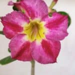 Planta Simples 2998 – 30cm – 02 anos