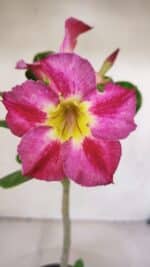 Planta Simples 2998 – 30cm – 02 anos