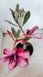 Planta Simples 2998 – 30cm – 02 anos - Imagem 4