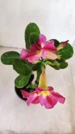 Planta Simples 2998 – 30cm – 02 anos - Imagem 4