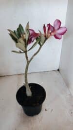 Planta Simples 2998 – 30cm – 02 anos - Imagem 5