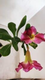 Planta Simples 2998 – 30cm – 02 anos - Imagem 7