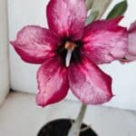 Planta Simples 2998 – 30cm – 02 anos