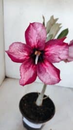 Planta Simples 2998 – 30cm – 02 anos