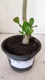 Planta Simples 2998 – 30cm – 02 anos - Imagem 6