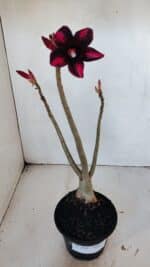 Planta Simples 2999 – 35cm – 03 anos - Imagem 2