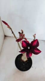 Planta Simples 2999 – 35cm – 03 anos - Imagem 4