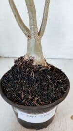 Planta Simples 2999 – 35cm – 03 anos - Imagem 6