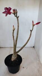 Planta Simples 2999 – 35cm – 03 anos - Imagem 5