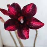 Planta Simples 2999 – 35cm – 03 anos