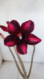 Planta Simples 2999 – 35cm – 03 anos